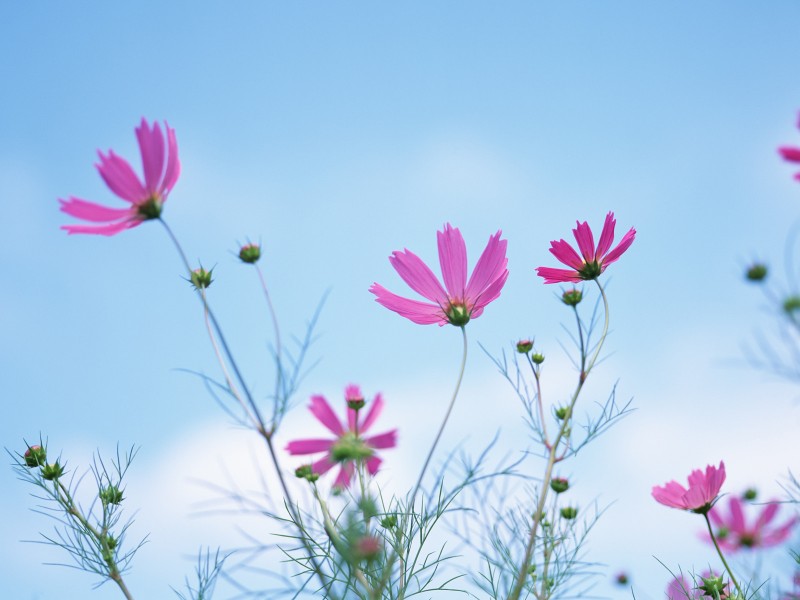 阳光下的鲜花图片(19张)