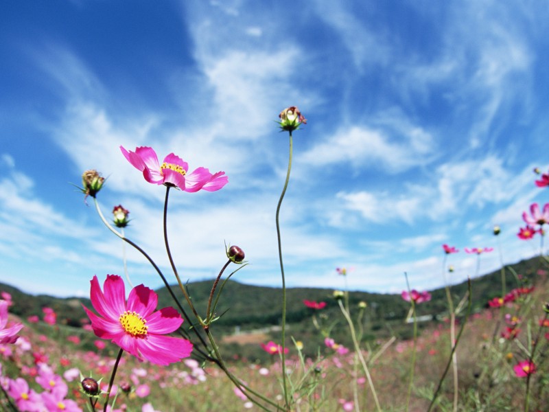 阳光下的鲜花图片(19张)