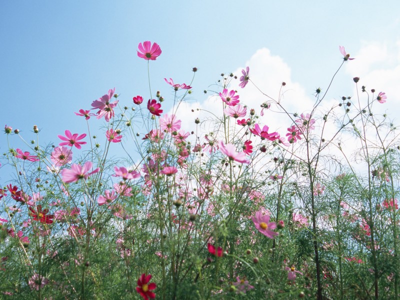 阳光下的鲜花图片(19张)