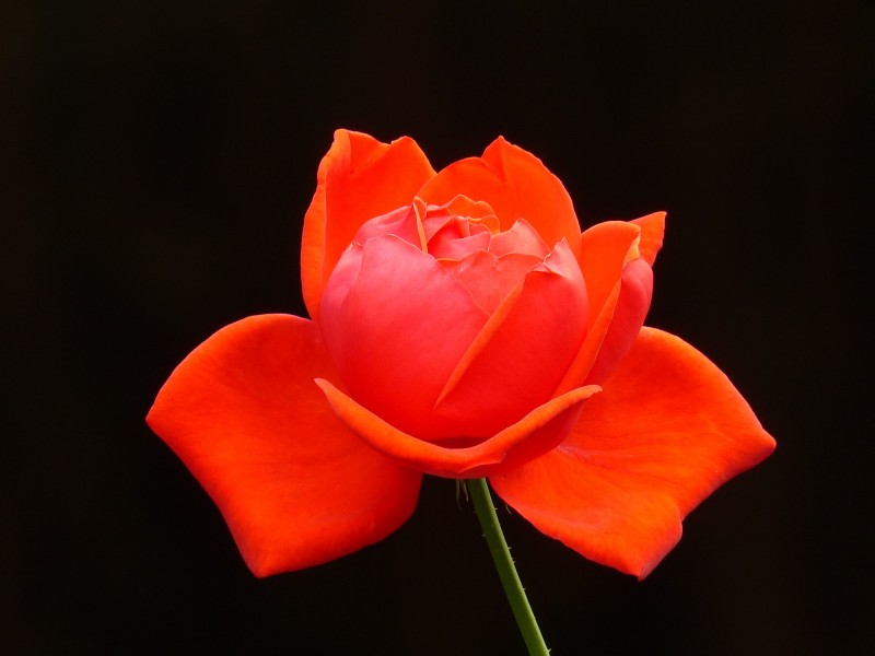 鲜艳红玫瑰图片(8张)