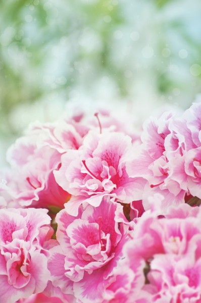 春天各种鲜艳的花朵图片(15张)