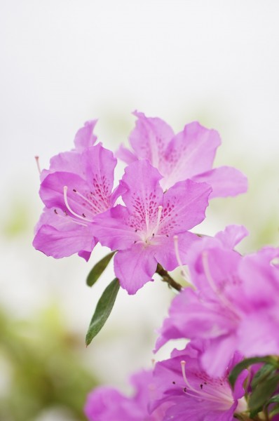 春天各种鲜艳的花朵图片(15张)