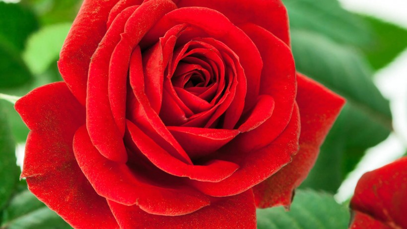 鲜艳玫瑰花图片(6张)