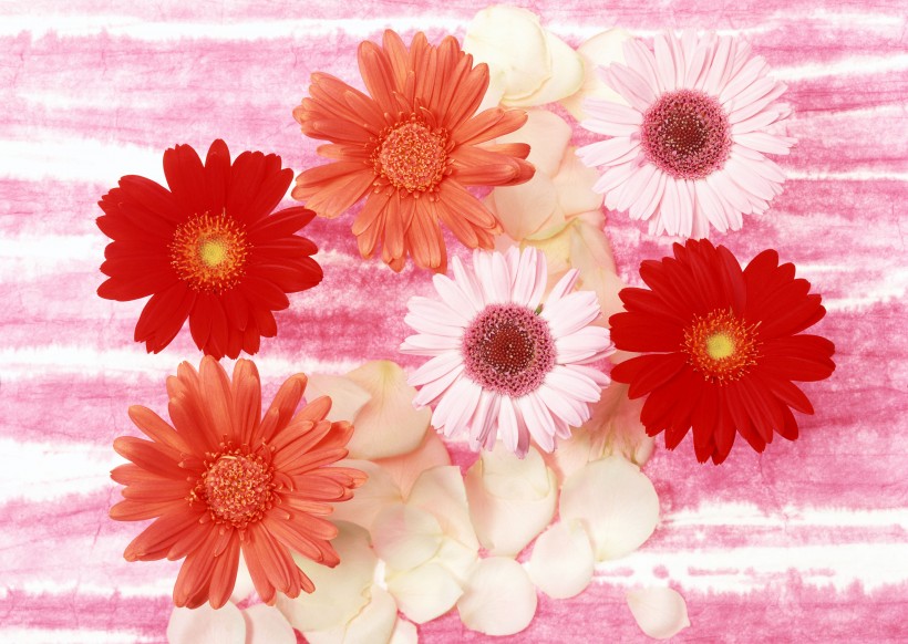 鲜艳多彩鲜花背景图片(5张)