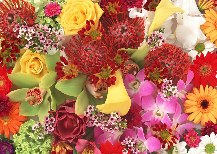 鲜艳多彩鲜花背景图片(5张)