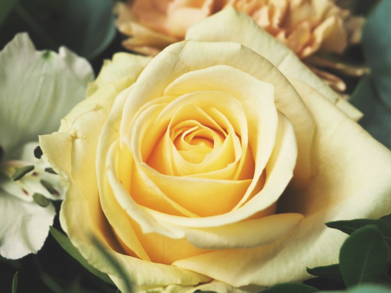 鲜艳的玫瑰图片(11张)