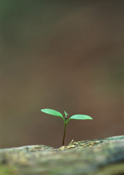 嫩绿的小苗和嫩芽图片(15张)