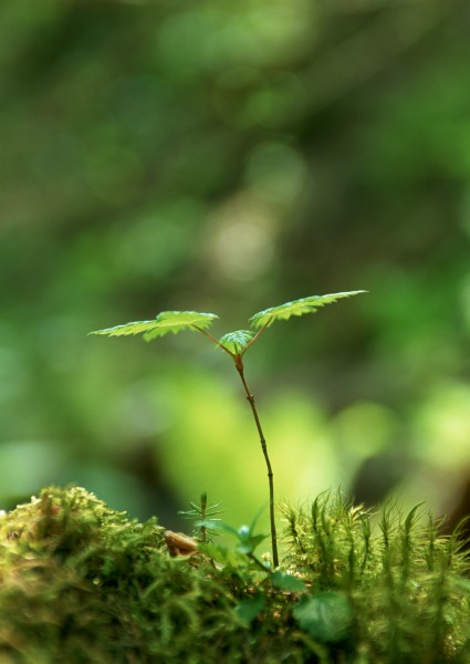 嫩绿的小苗和嫩芽图片(15张)