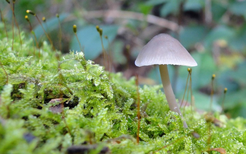 小蘑菇图片(15张)