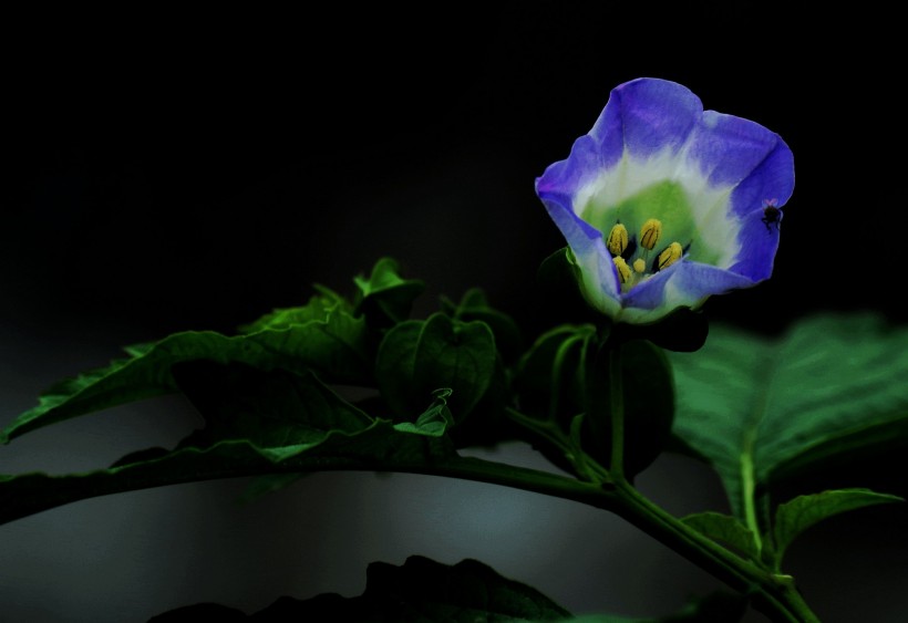 蓝紫色小野花图片(20张)