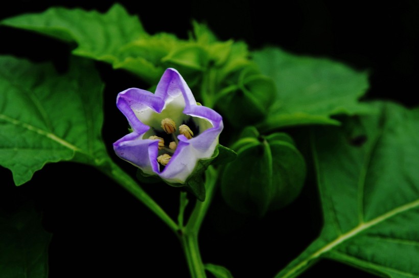 蓝紫色小野花图片(20张)