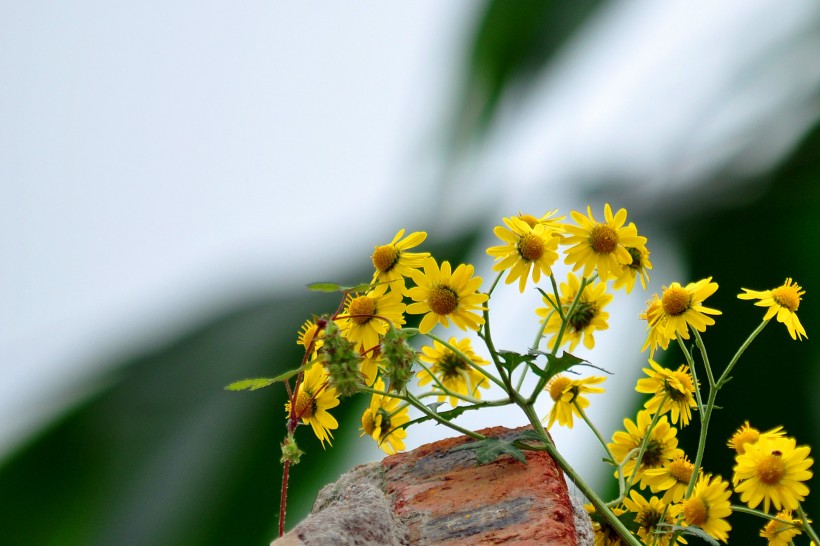 黄色小野菊图片(8张)