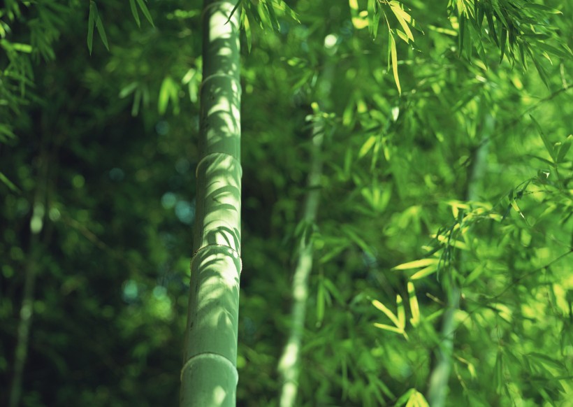 夏日的竹林图片(17张)