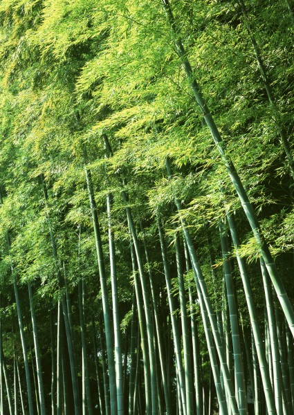 夏日的竹林图片(17张)