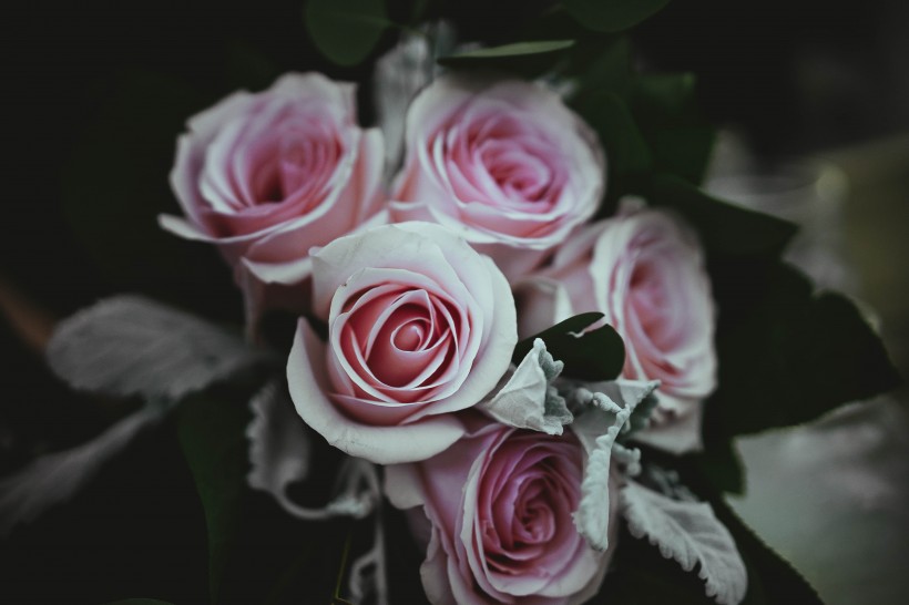 象征美丽爱情的玫瑰图片(13张)