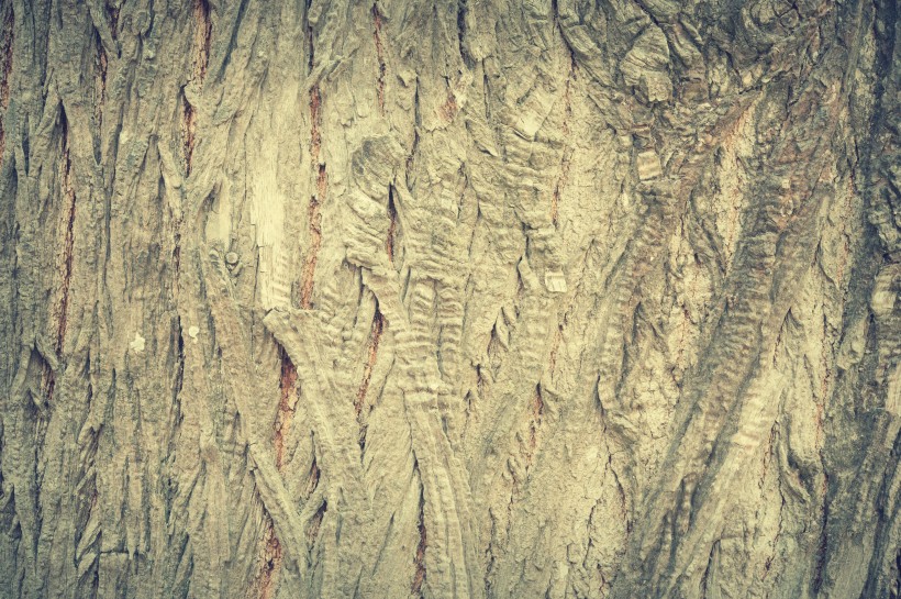 形态各异的树皮图片(14张)