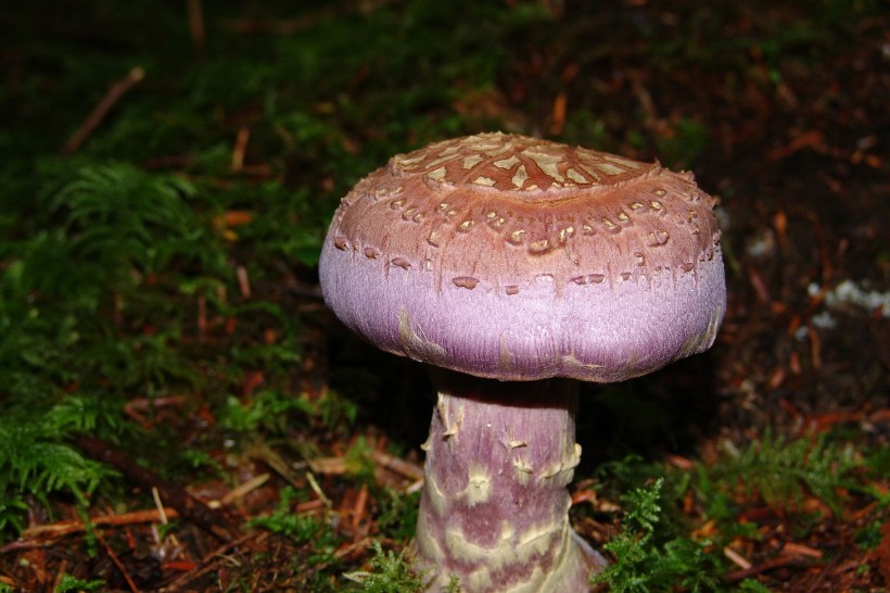 新鲜的野生蘑菇图片(10张)