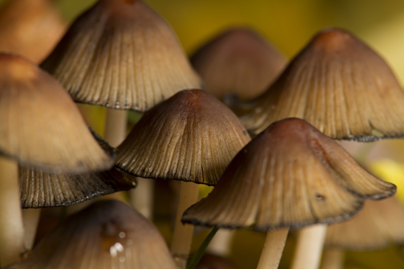 新鲜的野生蘑菇图片(10张)