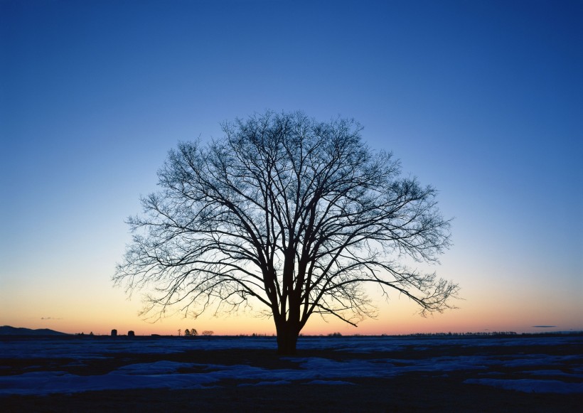 夕阳下的树木图片(26张)
