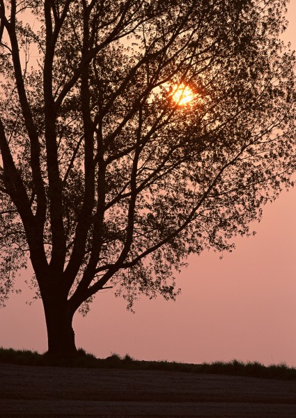 夕阳下的树木图片(26张)