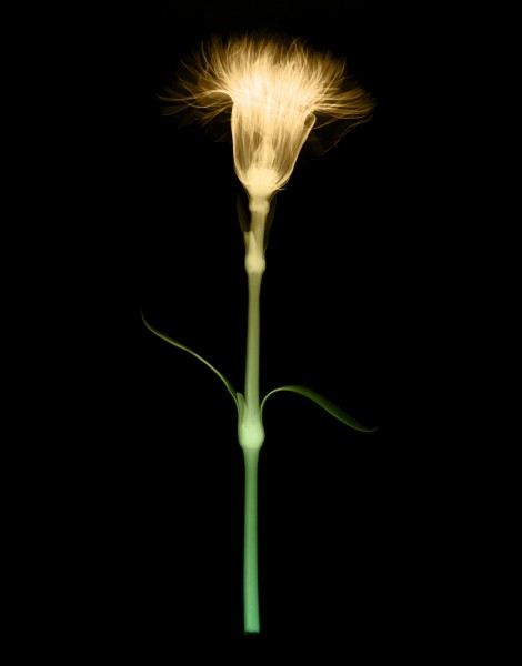 X射线下的植物图片(14张)
