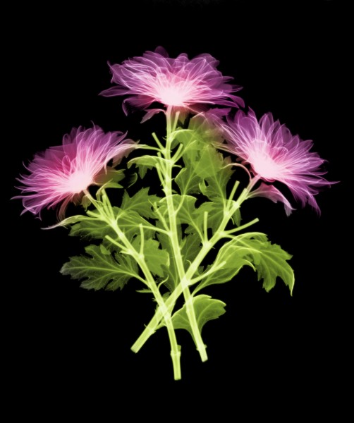 X射线下的植物图片(14张)