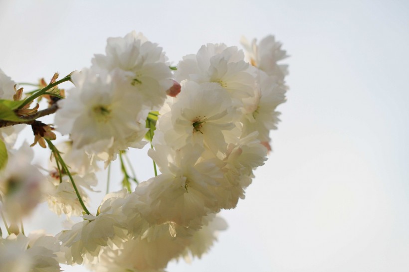 雪白樱花图片(8张)
