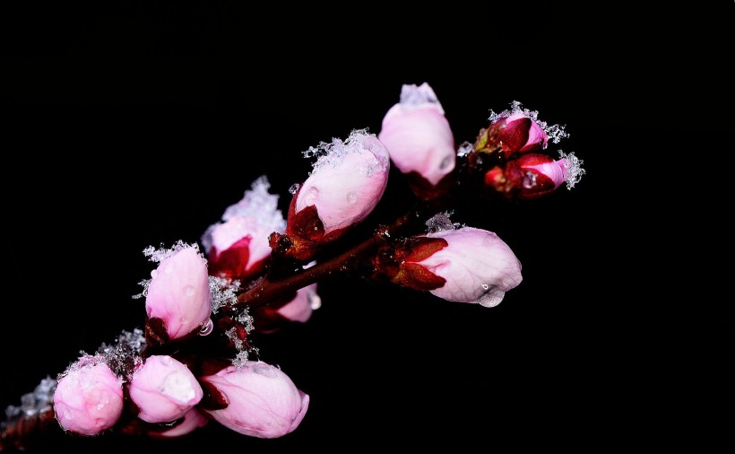 雪后桃花图片(7张)