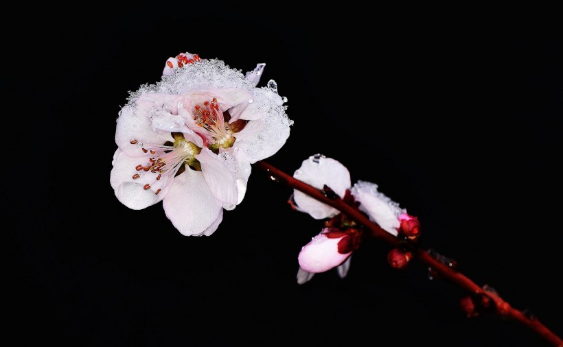 雪后桃花图片(7张)