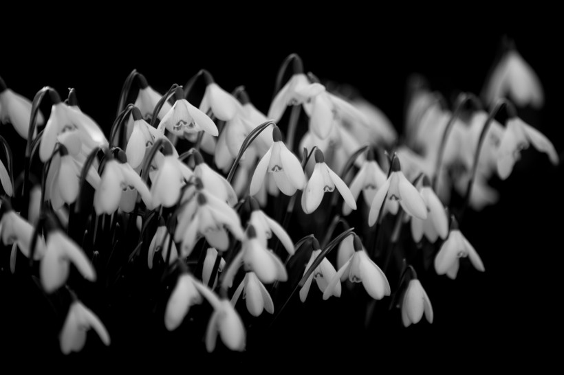 洁白的雪花莲图片(7张)