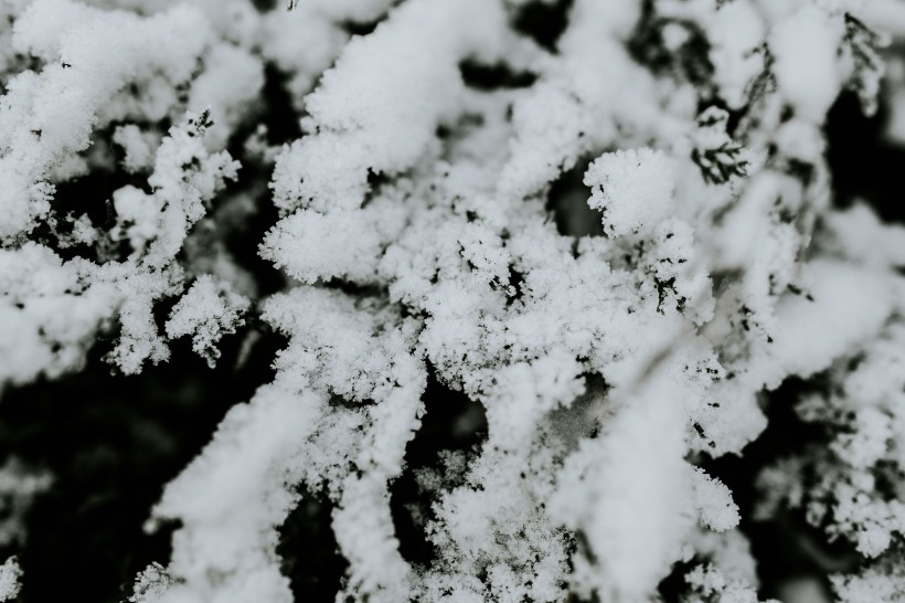 雪树的特写图片(11张)