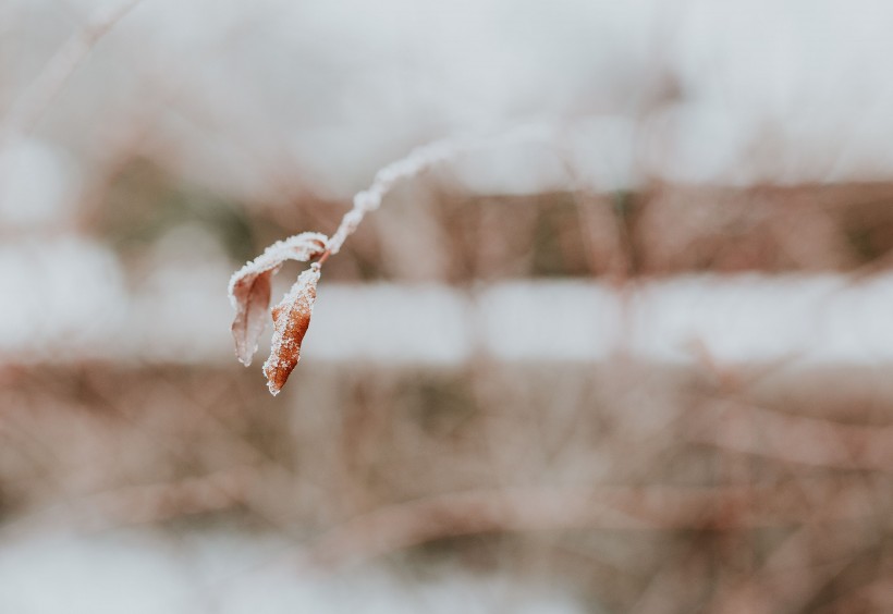 雪树的特写图片(11张)