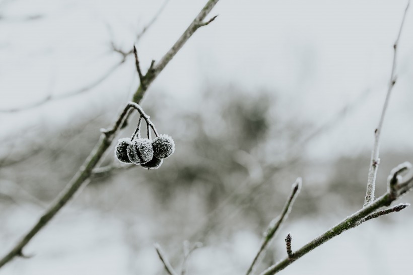 雪树的特写图片(11张)