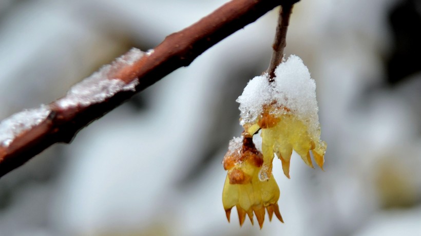 雪中蜡梅图片(8张)