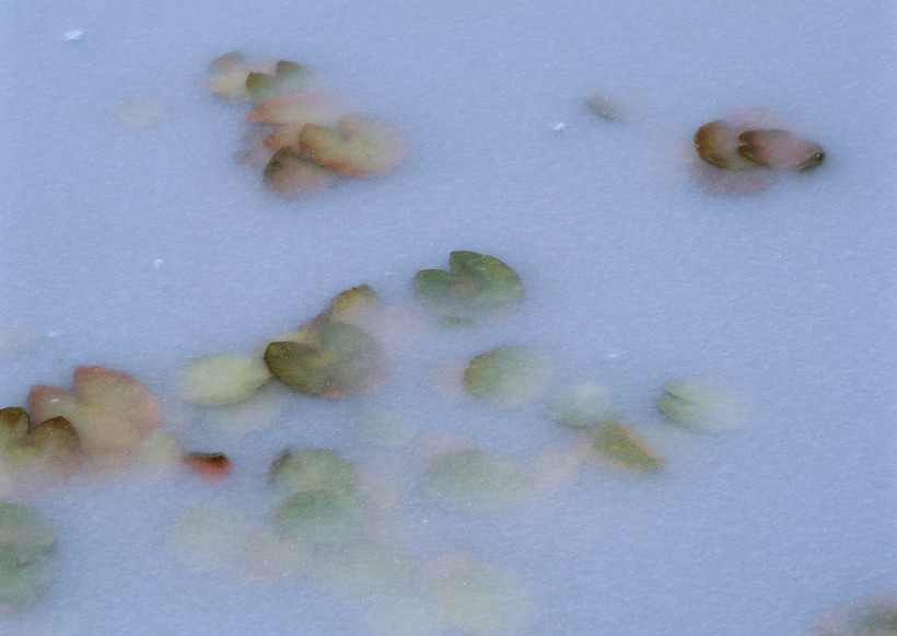 雪中植物花朵图片(20张)