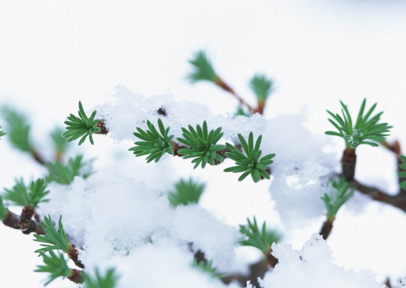 雪中植物花朵图片(20张)