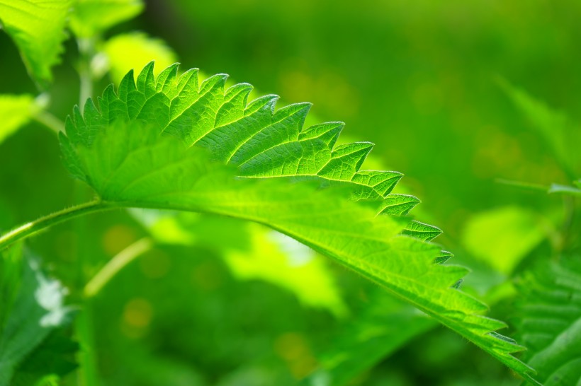 荨麻图片(15张)