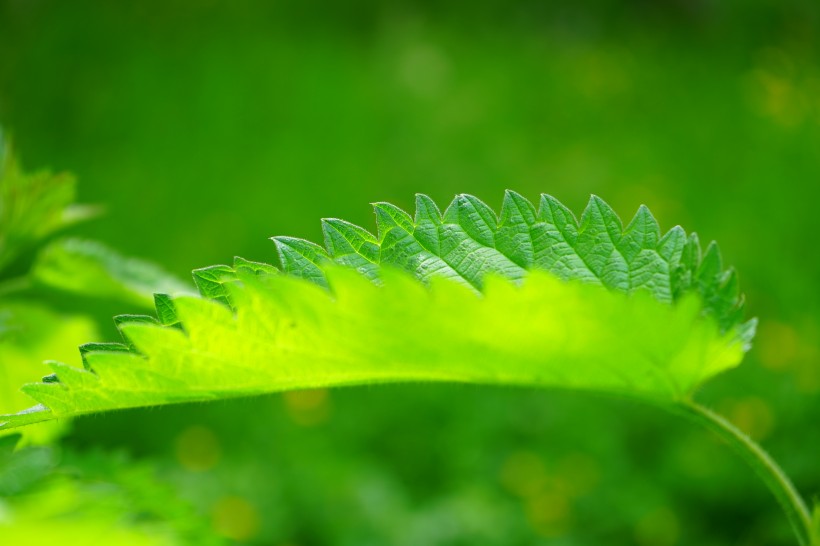 荨麻图片(15张)