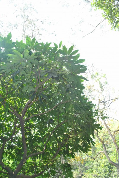 鸭脚木植物图片(2张)