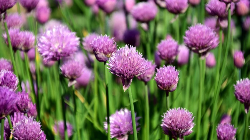 紫色的洋葱花图片(13张)