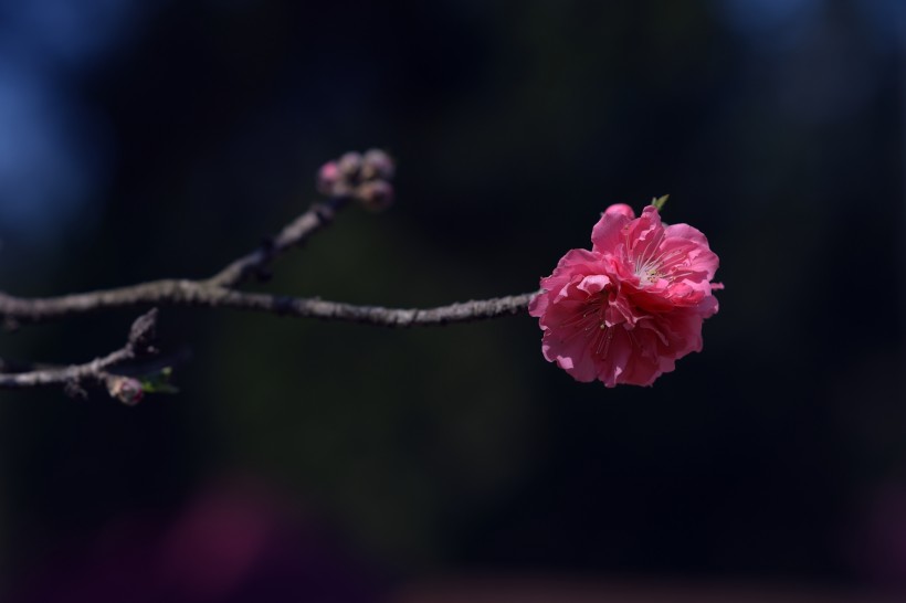 阳光下的桃花图片(10张)