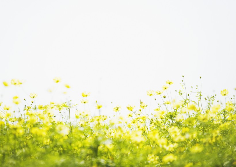 阳光下的黄色花田图片(19张)