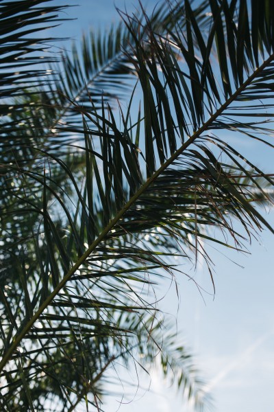 阳光下的棕榈树图片(11张)