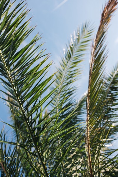 阳光下的棕榈树图片(11张)
