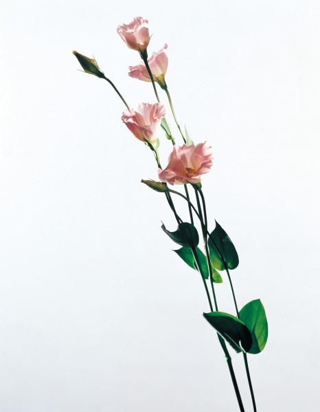 洋桔梗花朵图片(3张)