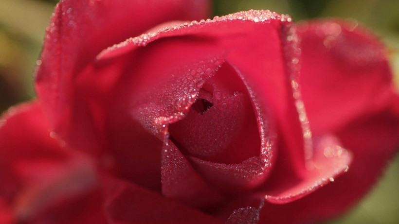 艳丽玫瑰图片(10张)