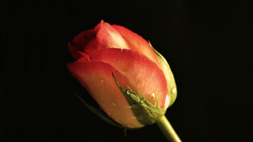 艳丽玫瑰图片(10张)