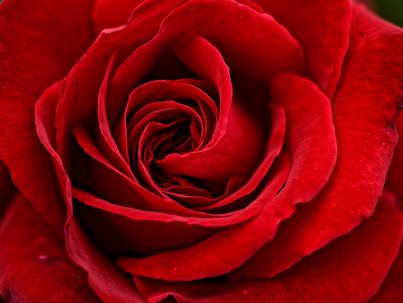 艳丽的红玫瑰图片(11张)