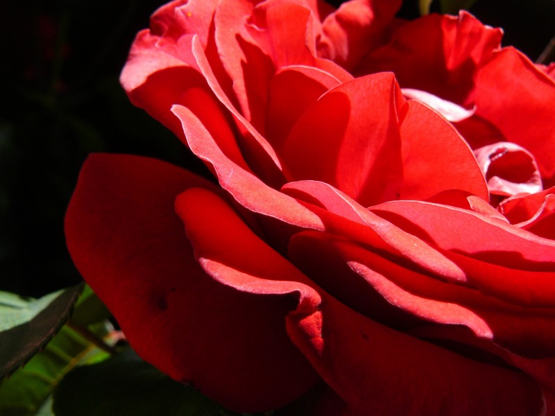 艳丽的红玫瑰图片(11张)