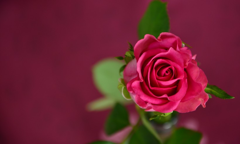 妖艳的红玫瑰图片(9张)